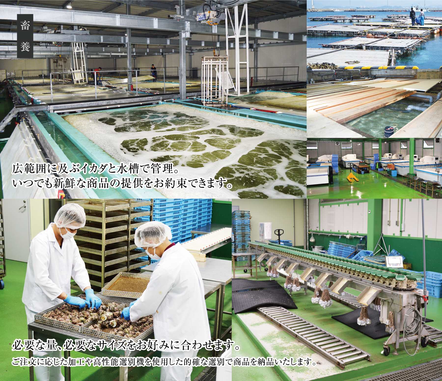 広範囲に及ぶイカダと水槽で管理。いつでも新鮮な商品の提供をお約束できます。必要な量、必要なサイズをお好みに合わせます。ご注文に応じた加工や高性能選別機を使用した的確な選別で商品を納品いたします。