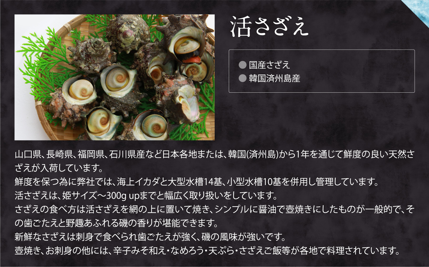 活さざえ。山口県、長崎県、福岡県、石川県産など日本各地または、韓国(済州島)から1年を通じて鮮度の良い天然さざえが入荷しています。
鮮度を保つ為に弊社では、海上イカダと大型水槽14基、小型水槽10基を併用し管理しています。
活さざえは、姫サイズ～300g upまでと幅広く取り扱いをしています。
さざえの食べ方は活さざえを網の上に置いて焼き、シンプルに醤油で壺焼きにしたものが一般的で、その歯ごたえと野趣あふれる磯の香りが堪能できます。
新鮮なさざえは刺身で食べられ歯ごたえが強く、磯の風味が強いです。
壺焼き、お刺身の他には、辛子みそ和え・なめろう・天ぷら・さざえご飯等が各地で料理されています。